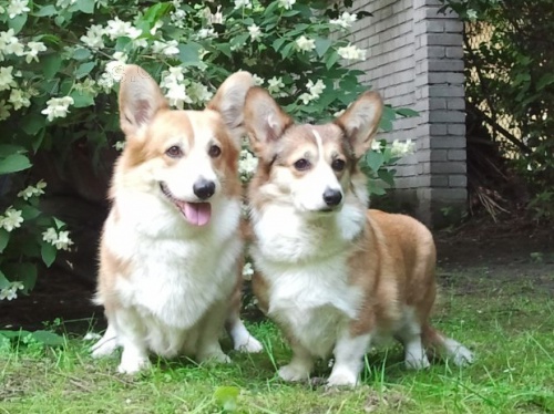 WELSH CORGI PEMBROKE - �t��ata