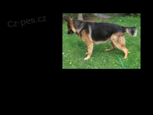 N�meck� ov��k - pes ke kryt�