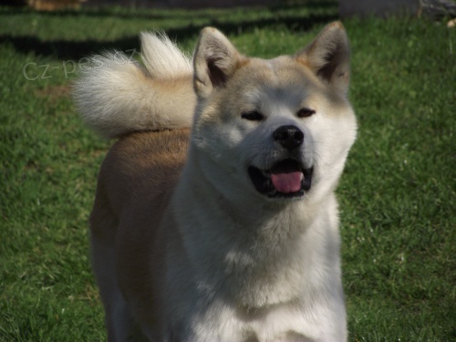 Akita Inu �t��ata s PP