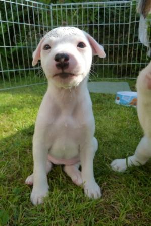 Parson Russell Teri�r s PP - pes a 2feny