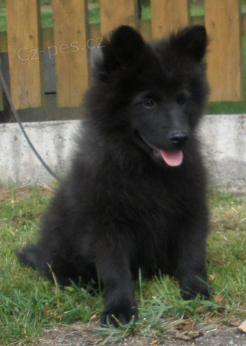 Velk� �ern� �pic kvalitn� �t��ata s PP - hl�da�