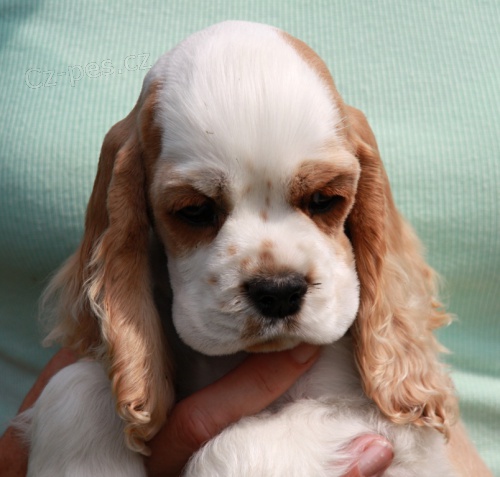 Americk� kokr�pan�l