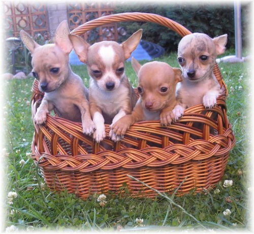 �ivava kr�tkosrst�