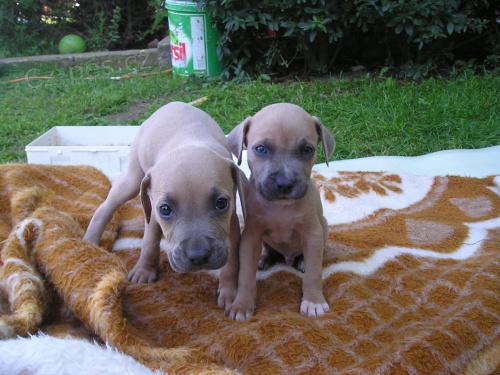 Americk� staford��rsk� terier