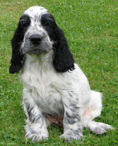 Anglick� kokr�pan�l-