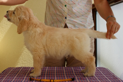 Zlat� retriever - pejsek s PP
