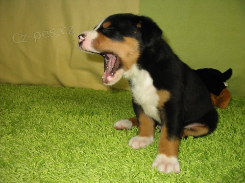 Velk� �v�cark� sala�nick� pes Trinity Stars-�t�n� vhodn� k d�tem