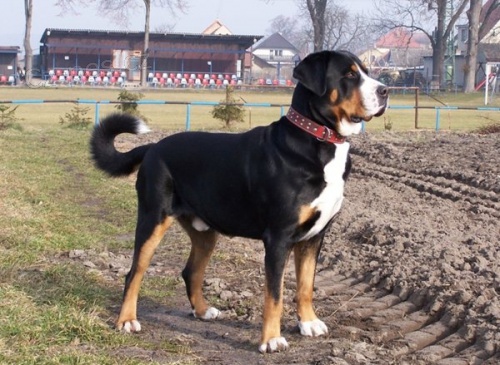 Velk� �v�cark� sala�nick� pes Trinity Stars-�t�n� vhodn� k d�tem