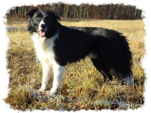 Border kolie ke kryt�