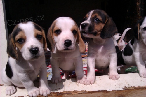 �TENIATKA - bigl, beagle