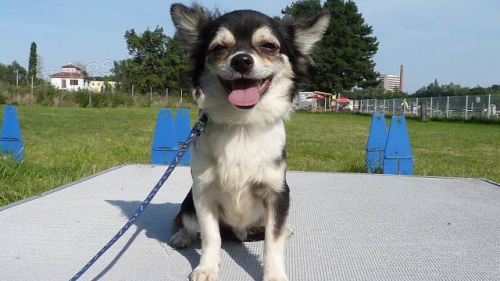 �ivava dlouhosrst� s pr�kazem p�vodu