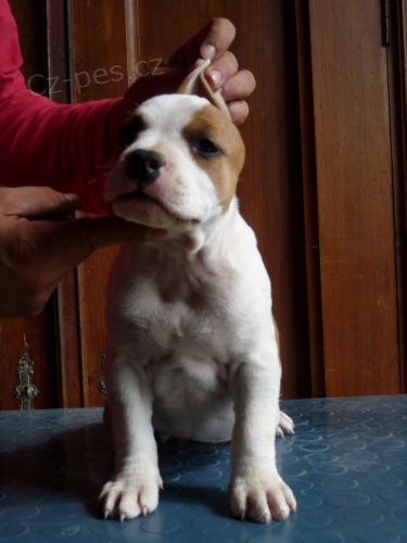 Americk� staford��rsk� teri�r