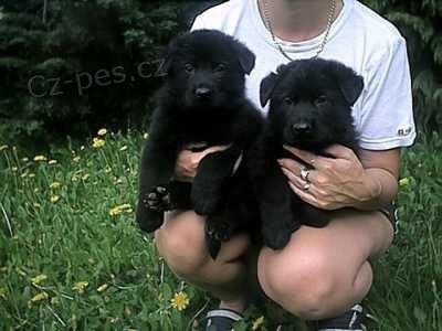 N�meck� ov��k   �t��ata odb�r ihned!