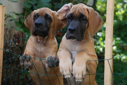 N�meck� doga �lut�