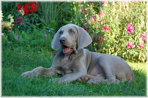 V�marsk� oha� s PP, Posledn� pejsek!!