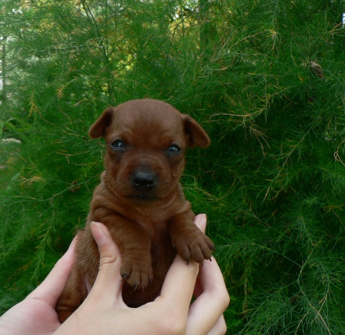 Trpasli�� pin�, �t���tka 