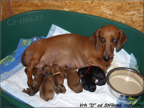 Jezev��k standard hladkosrst� s PP