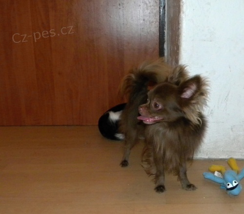 �okol�dov� �ivava 