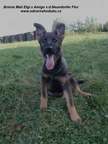 n�meck� ov��k-�t��ata s PP