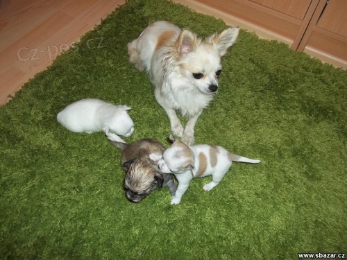 �ivava bez PP mal�ho vzr�stu