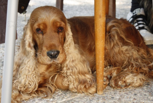 Daruji fenu Anglick�ho kokr�pan�la