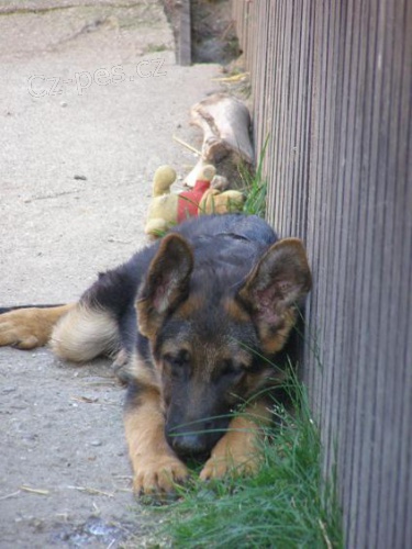 Prod�m n�meck�ho ov��ka- pejska s PP