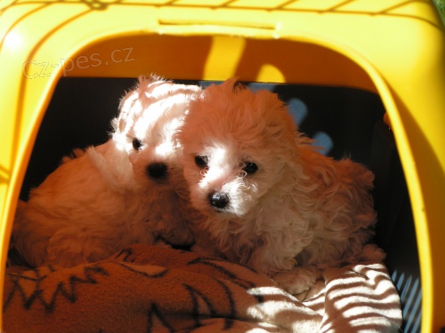 �t���tka bi�onk� bez PP