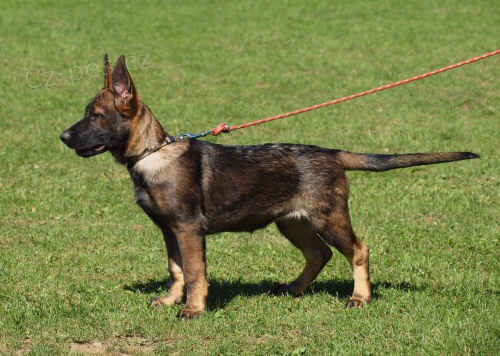 Velmi perspektivn� fenky