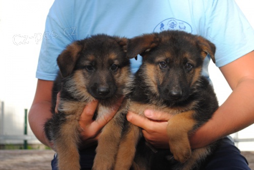 N�meck� ov��k-prodej �t��at