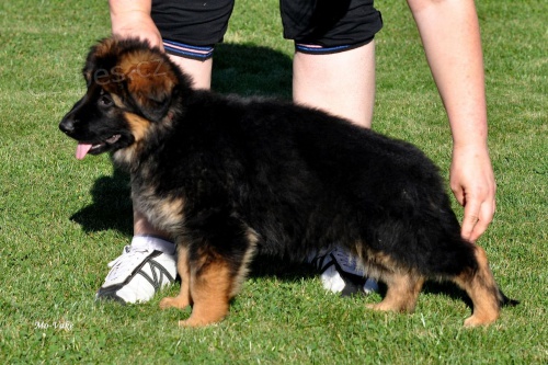 N�meck� ov��k s PP