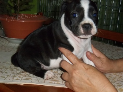 staford��rsk� bulterier