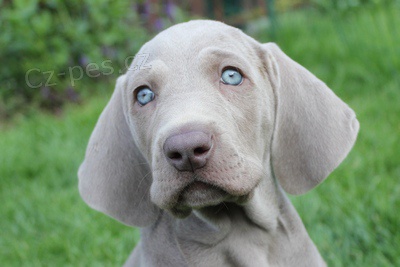 Prod�me posledn� kr�snou fenku 