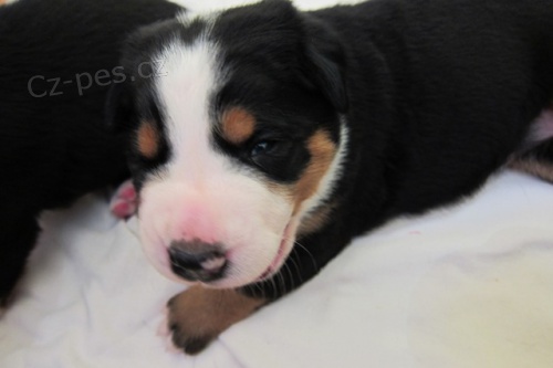 velk� �v�carsk� sala�nick� pes �t��ata