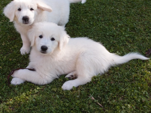 Slovensk� �uva�, �t��ata s PP - psi