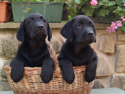 Labradorsk� retr�vr-�ern� �t�n�tka s Pp