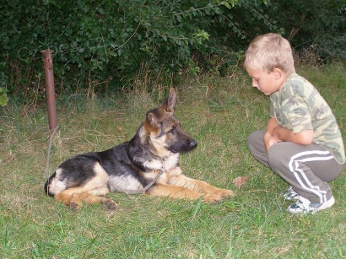 Prod�m n�meck�ho ov��ka- pejska s PP