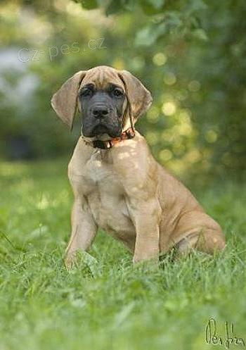 N�meck� doga �lut� - �t��ata