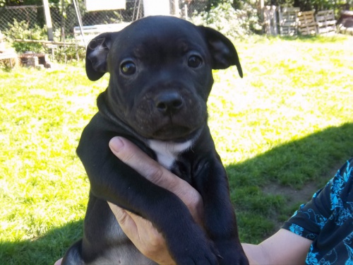 staford��rsk� bulterier