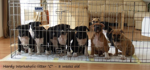 Americk� staford��rsk� teri�r - �t���tka na prodej! Ji� k odb�ru.