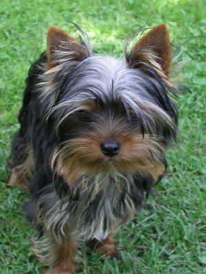 �t��ata jork��rsk�ho teri�ra