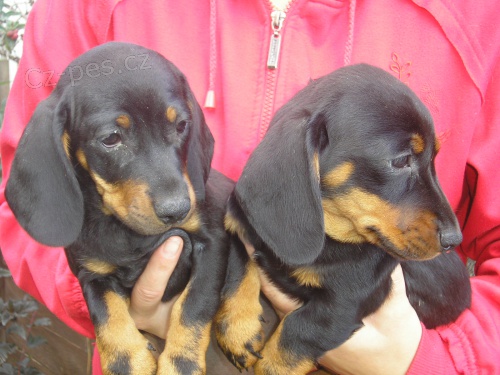 Jezev��k - prod�m �t��ata jezv��ka hladkosrst�ho bez PP