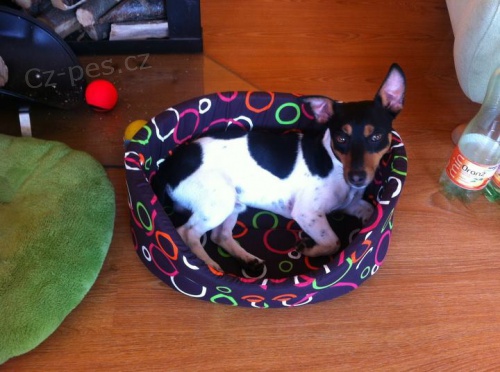 Jack Russell Teri�r