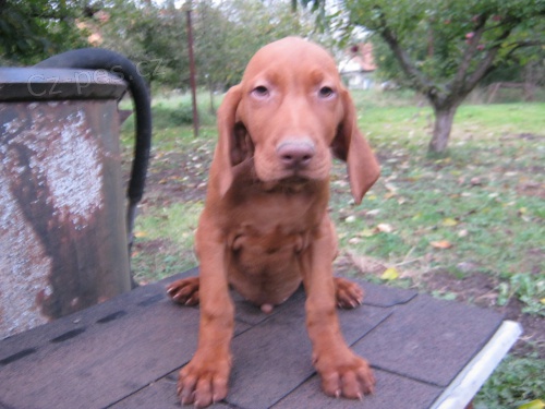 Prod�m �t��ata s PP