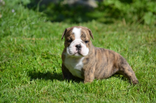 Anglick� buldok - �t���tka s PP