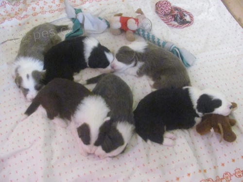 BEARDED COLLIE - kr�sn� �t���tka s PP