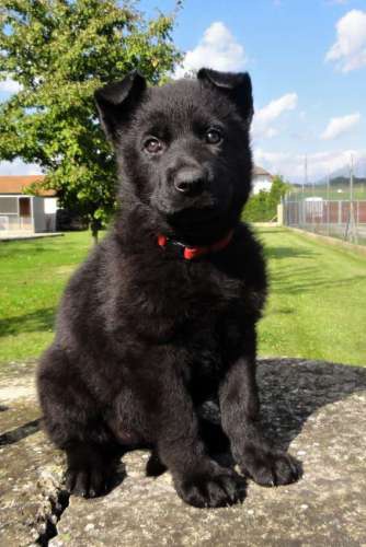 Fenky NO s p.p. - zahrani�n� kryt�