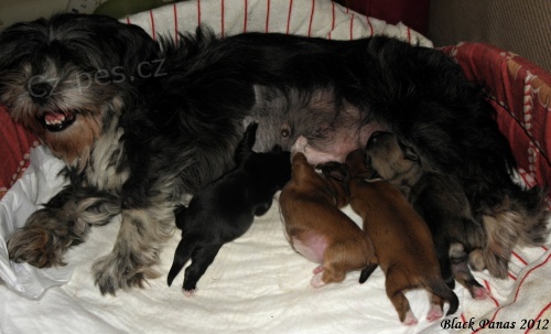 Lhasa apso s pp - fene�ky