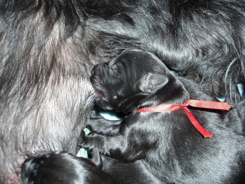 Kn�ra� velk� �ern�