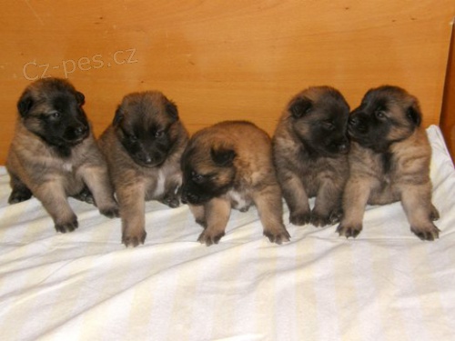  �t��ata Belgick� ov��k - Tervueren