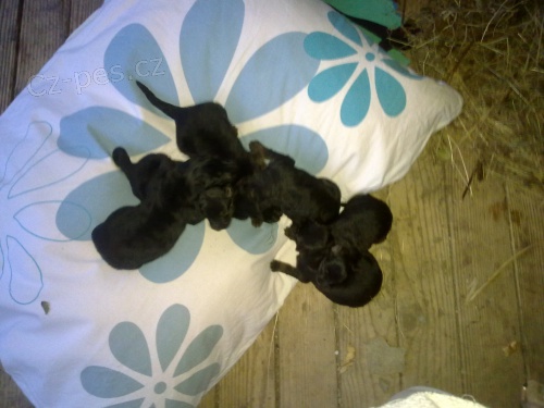 Prod�m �t��ata bez PP